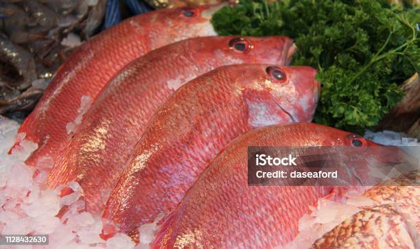 Senegal Fish Large Red Senegal Snapper Fish Stock Photo - Download Image Now - Animal ...