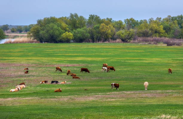 istock A herd of cows in the pasture. Pets graze, feed. 1128433722