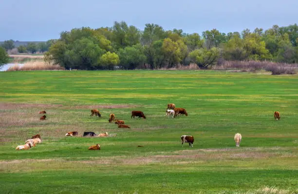 Domestic animals, cows in the pasture. Farm animals in nature.