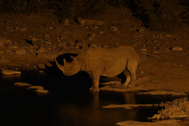 istock Black Rhino Africa 1128433796