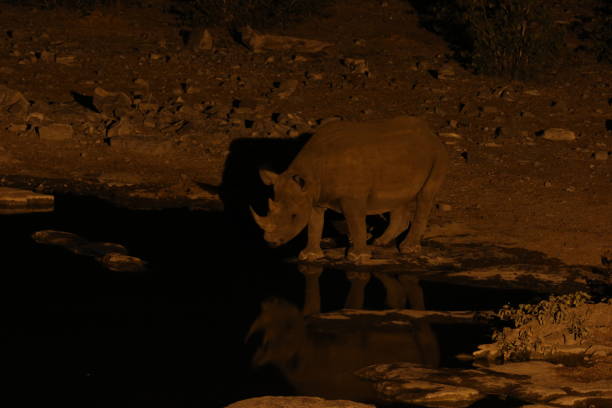 istock Black Rhino Africa 1128433831