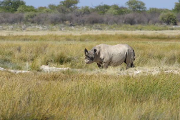 istock Black Rhino Africa 1128433894