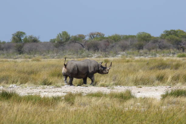 istock Black Rhino Africa 1128433899