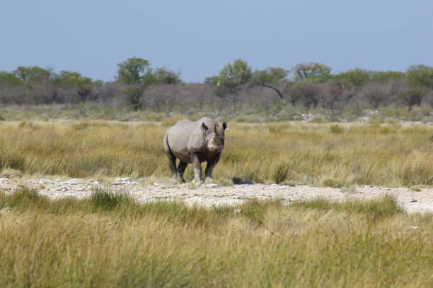 istock Black Rhino Africa 1128433907