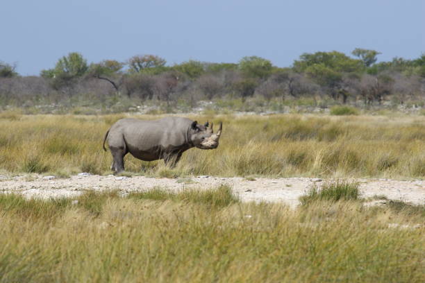 istock Black Rhino Africa 1128433919
