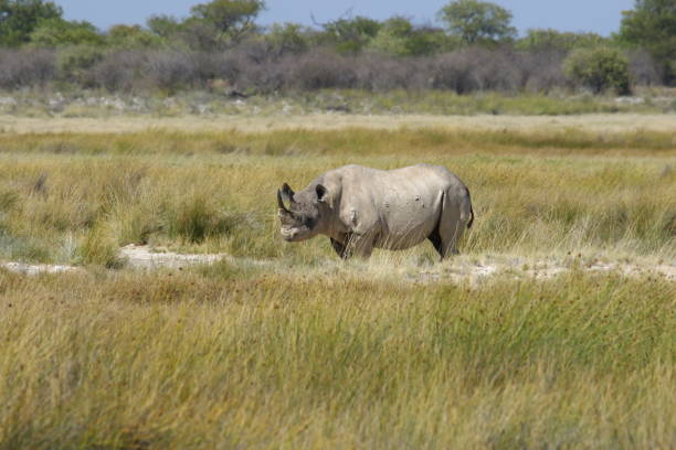istock Black Rhino Africa 1128433935