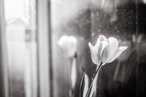 istock Flowers in vase, old window, black and white 1128433982