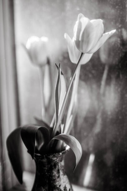 istock Flowers in vase, old window, black and white 1128433993