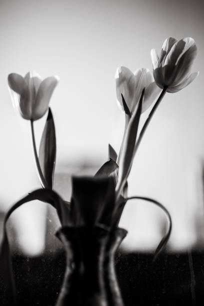 istock Flowers in vase, old window, black and white 1128434103