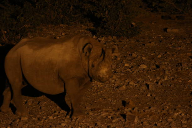 Black Rhino Africa