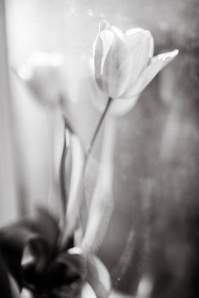 istock Flowers in vase, old window, black and white 1128434647