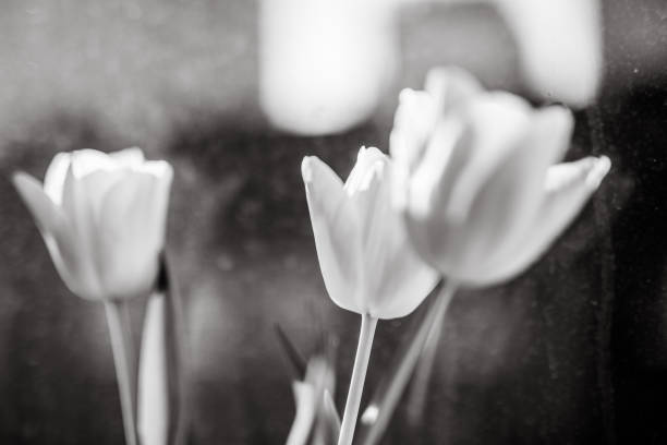 istock Flowers in vase, old window, black and white 1128434653