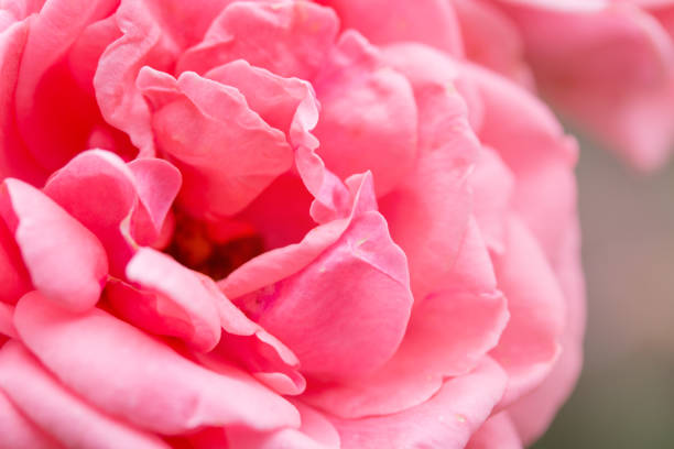 pink rose flower for background