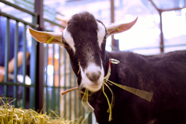 istock elite goat of dairy breed in farm 1128434896