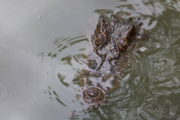 istock a head crocodile in the water 1128434934