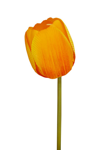 istock tulip isolated on white background - clipping paths 1128435046