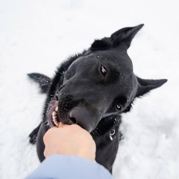 istock East European Shepherd. Young dog listens to the owner and performs functions on the command. 1128435143