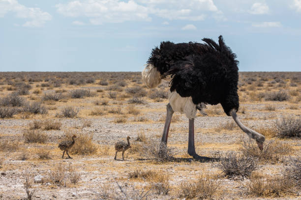 istock Ostrich with youngs in Etosha Park, Namibia 1128437933