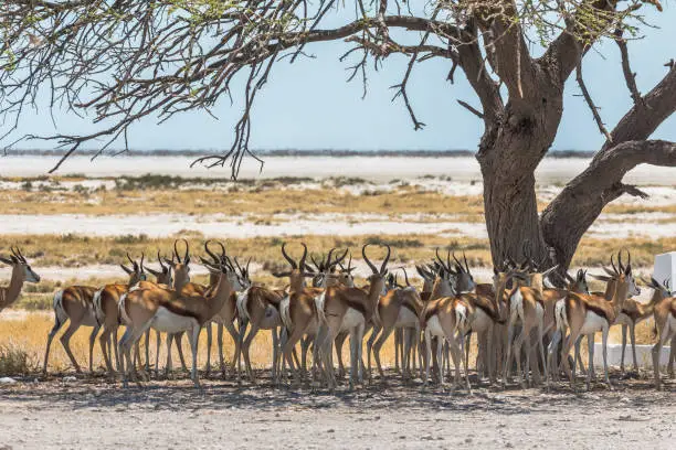Antelopes hiding in shade of big tree in Etosha Park, Namibia