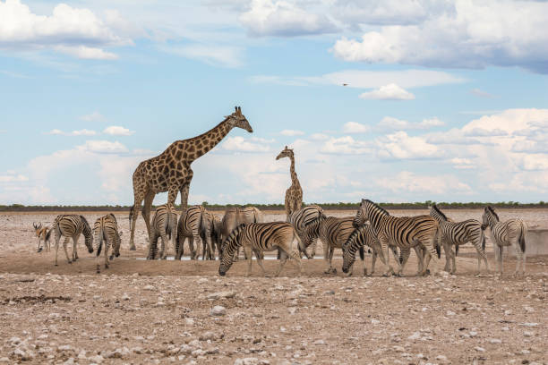 istock Giraffes and Zebras drinking at waterhole, Etosha Park 1128440513