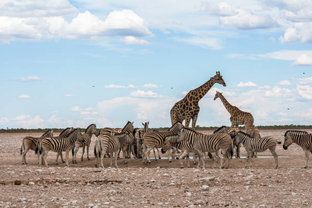 istock Giraffes and Zebras drinking at waterhole, Etosha Park 1128440584
