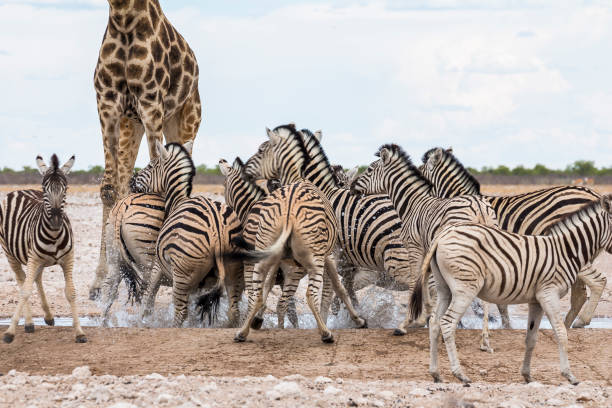 istock Giraffes and Zebras drinking at waterhole, Etosha Park 1128440654