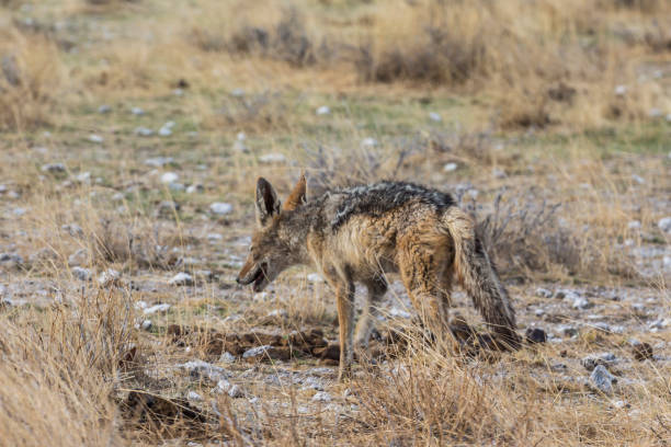 istock Lonely fox in steppe of Etosha Park, Namibia 1128440953