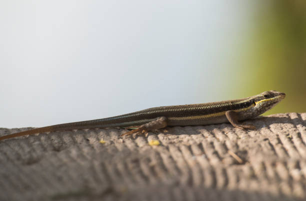 istock Blue-tailed skink lizard on a stone path 1128443212