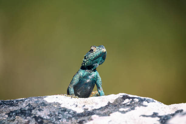 istock Small agama lizard on a rock in Cape Town, South Africa 1128444444