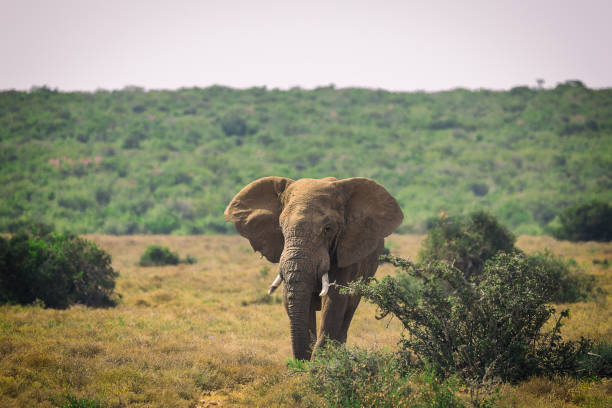 gran elefante africano caminando en arbustos del parque nacional de addo - south africa addo animal elephant fotografías e imágenes de stock