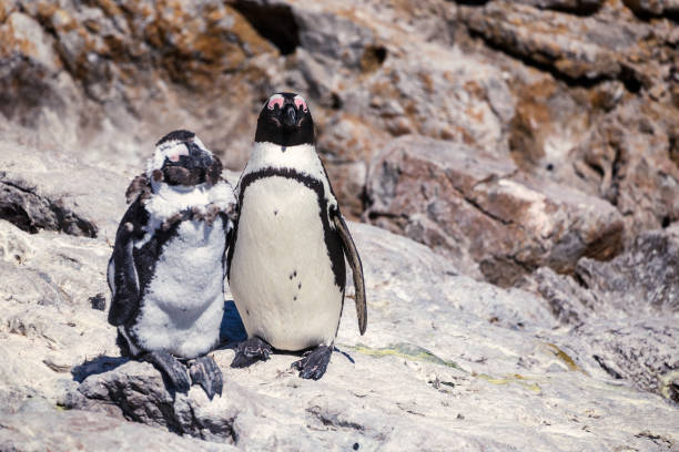 istock Two african penguins standing one the rock 1128445564