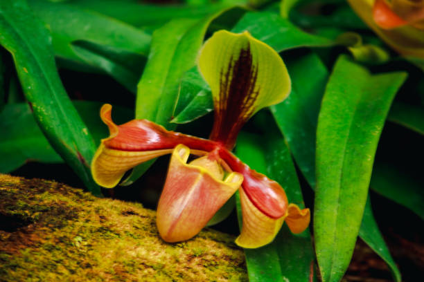 istock Paphiopedilum Common in Southeast Asia 1128446915