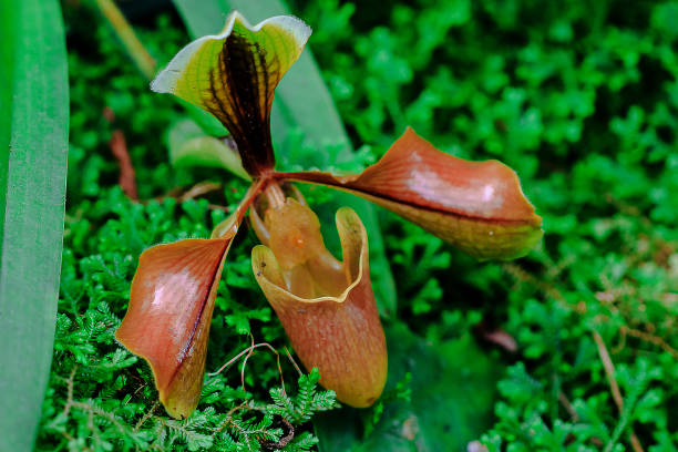 istock Paphiopedilum Common in Southeast Asia 1128446945