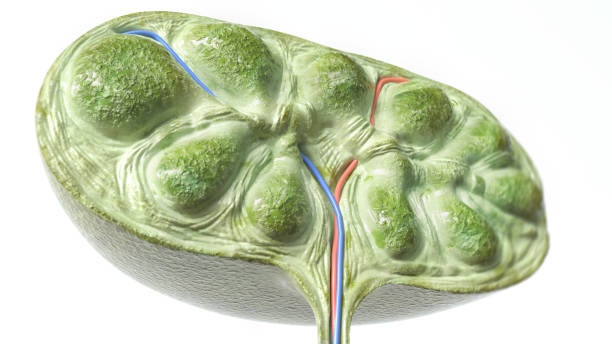 sezione linfonodo - rendering 3d - lymph node foto e immagini stock