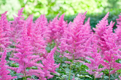 Astilbe plant (also called false goat's beard and false spirea) with pink feathery plumes of flowers growing in the garden