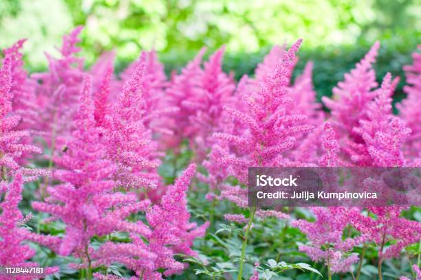 Astilbe Flower Stock Photo - Download Image Now