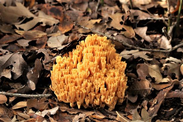 fungo corallo nelle foglie autunnali - coral fungus foto e immagini stock