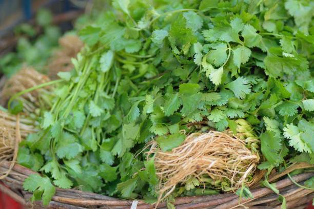 макро детали свежих зеленых листьев корианд�ра на уличном овощном рынке - cilantro seed coriander seed spice стоковые фото и изображения