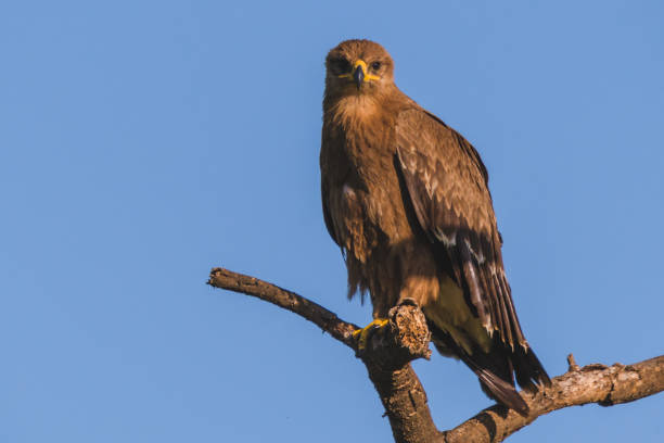 istock Tawny Eagle perched on a branch in the Serengeti 1128449507