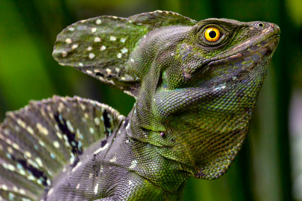 istock Common Basilisk in Costa Rica 1128449675