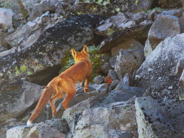 istock Beautiful wild red fox on the slope 1128450800