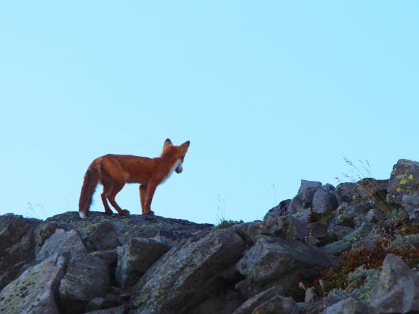 istock Beautiful wild red fox on top of the slope 1128450815