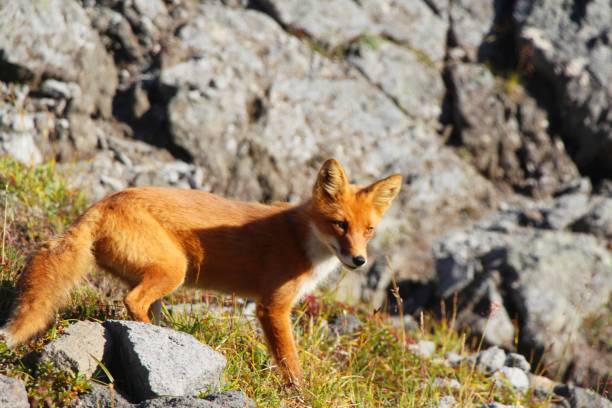 istock Red fox stands on the slope of hill 1128451325