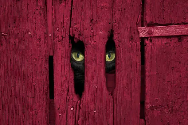 Black cat eyes looking through a wooden door