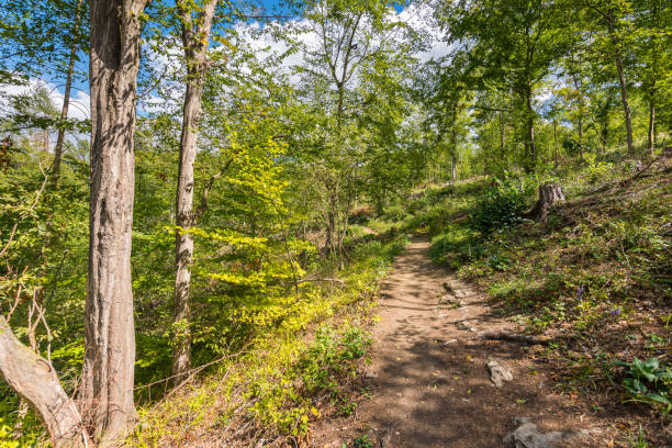 istock Road in the forest with trees, wood, plants and summer clouds. 1128458080