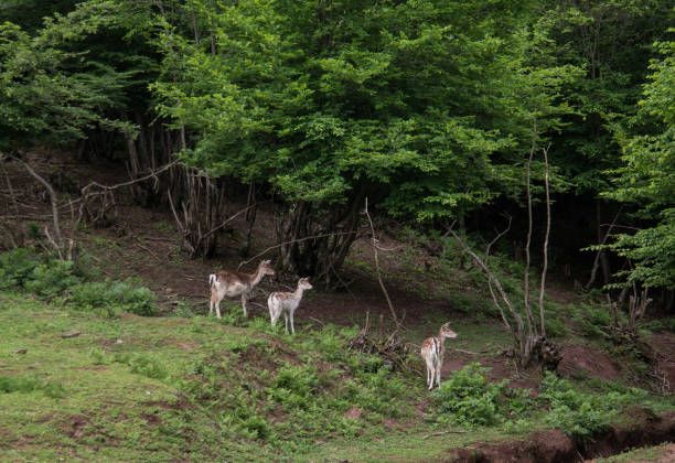 gazelles in the forest - fotografia de stock