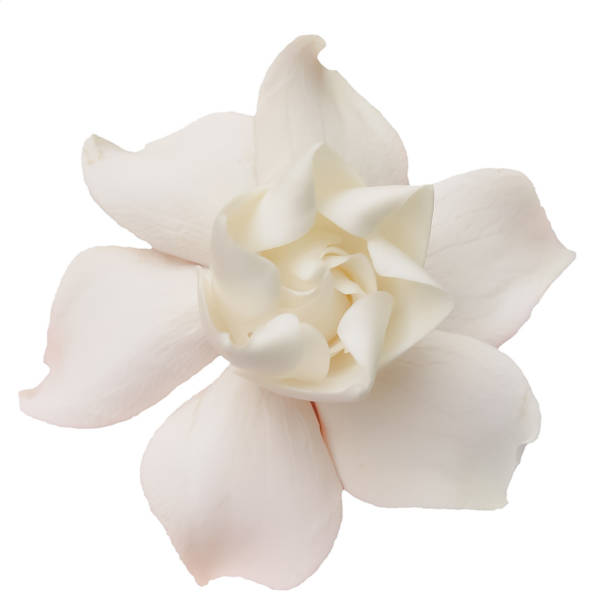 gardenia lub cape jasmine na białym tle - jeanne zdjęcia i obrazy z banku zdjęć