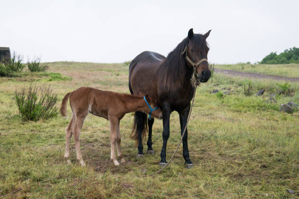 Grazing horse and foal stock photo