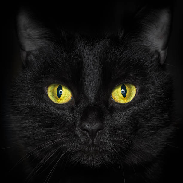 istock Black cat face with yellow eyes 1128458265