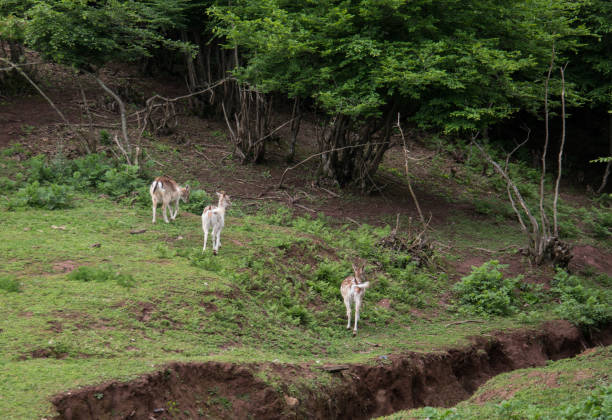 gazelles in the forest stock photo